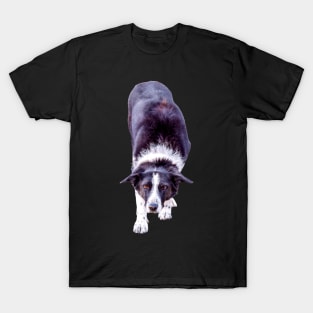 Border Collie Playing Fetch Sticker T-Shirt